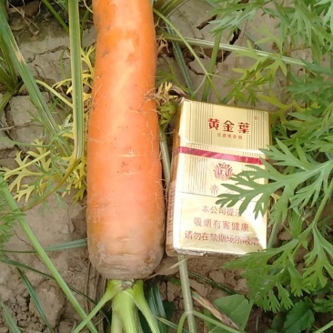 胡萝卜大量供货，支持各种规格各种包装，预售，寻求合作伙伴