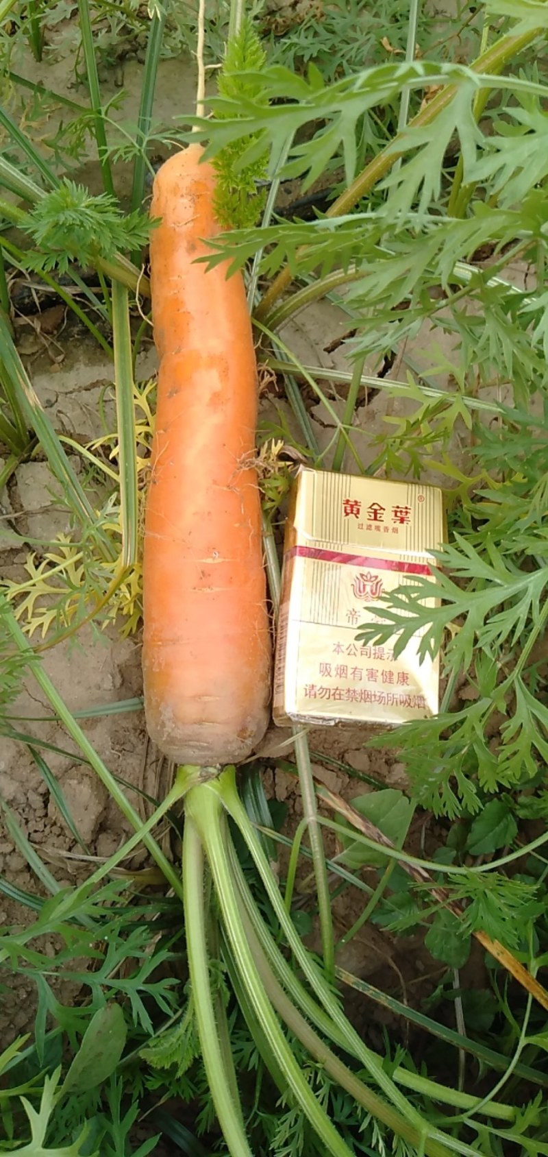 胡萝卜大量供货，支持各种规格各种包装，预售，寻求合作伙伴