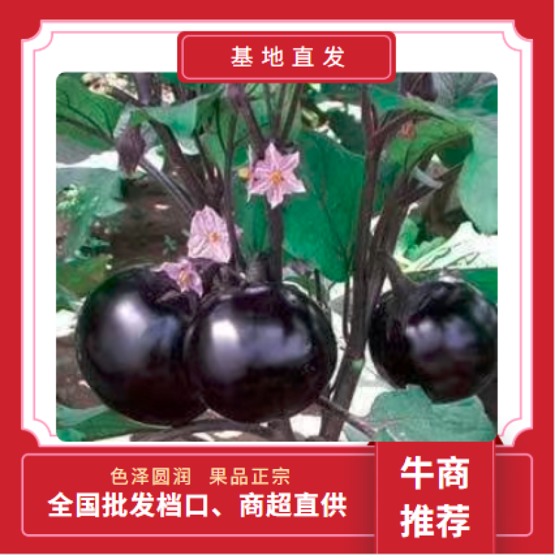 【实力代办】河北暖棚圆茄外表亮，果行正，全国发货