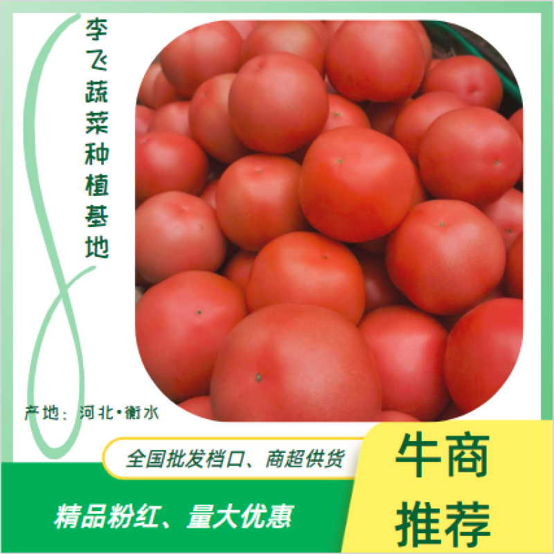 【实力供货】河北饶阳西红柿，硬粉西红柿全国各地连锁超市专供