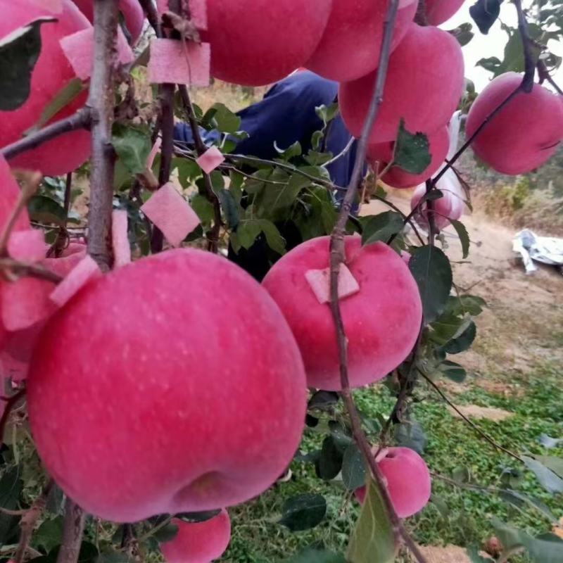 红富士苹果基地，口感脆甜多汁，产地代收代存代发，货源充足