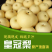【推荐】河北皇冠梨优质皇冠梨产地直发香甜多汁