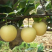 【推荐】河北皇冠梨优质皇冠梨产地直发香甜多汁