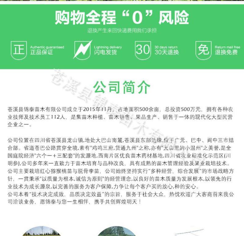 四川苹果树苗红富士苹果树苗包成活红富士苹果嫁接苗水晶富士