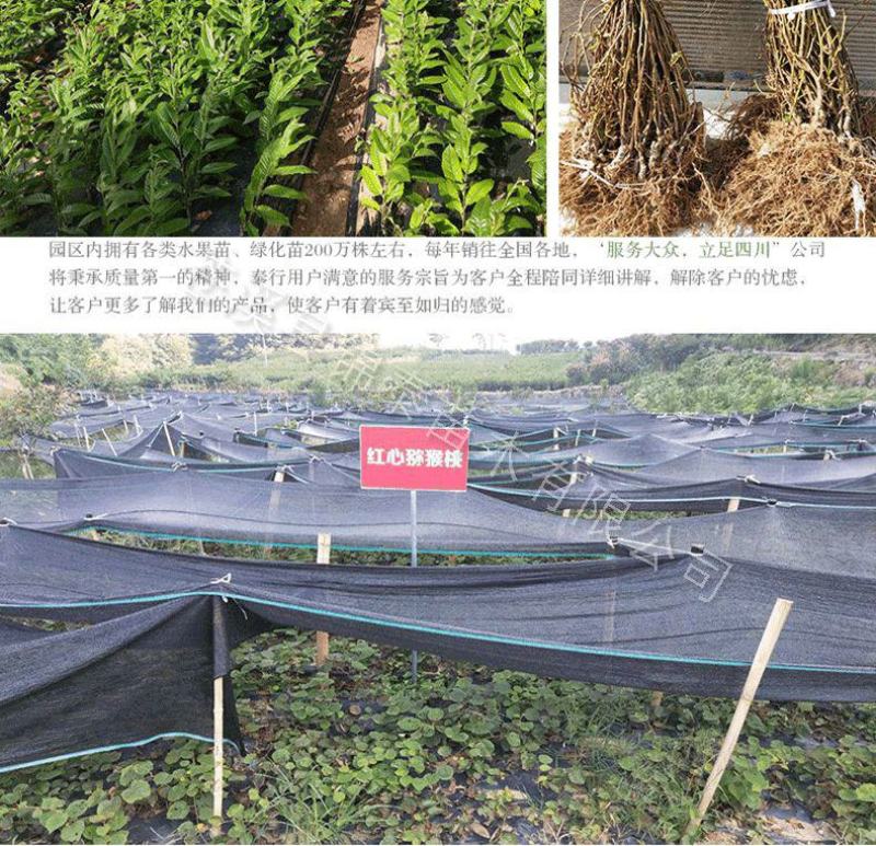四川苹果树苗红富士苹果树苗包成活红富士苹果嫁接苗水晶富士