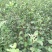 四川苹果树苗青苹果树苗包成活青苹果嫁接苗水晶树苗青皮苹果