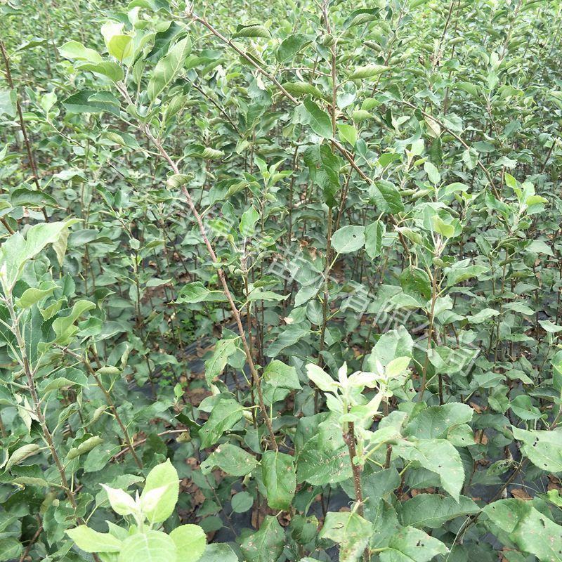 四川苹果树苗青苹果树苗包成活青苹果嫁接苗水晶树苗青皮苹果
