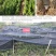 四川苹果树苗青苹果树苗包成活青苹果嫁接苗水晶树苗青皮苹果