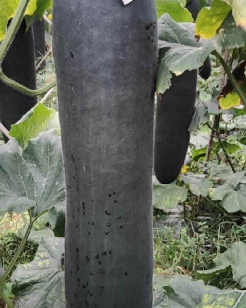 【推荐贵广西南宁地吊冬瓜吊冬瓜耐运输质量保证条形瓜