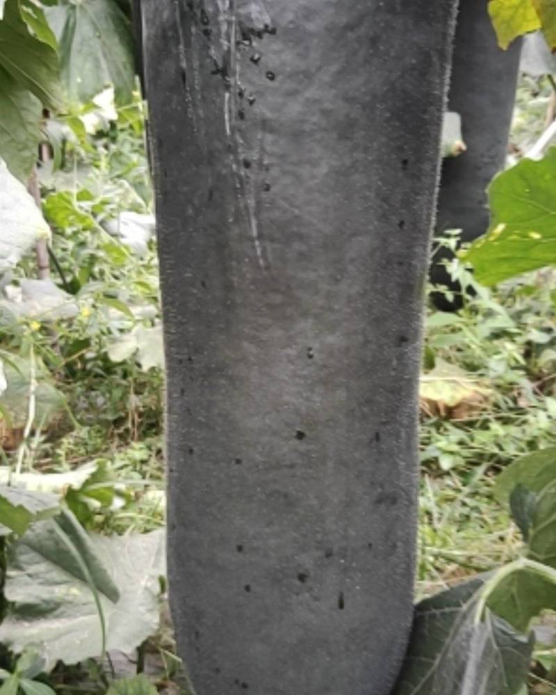 【推荐贵广西南宁地吊冬瓜吊冬瓜耐运输质量保证条形瓜