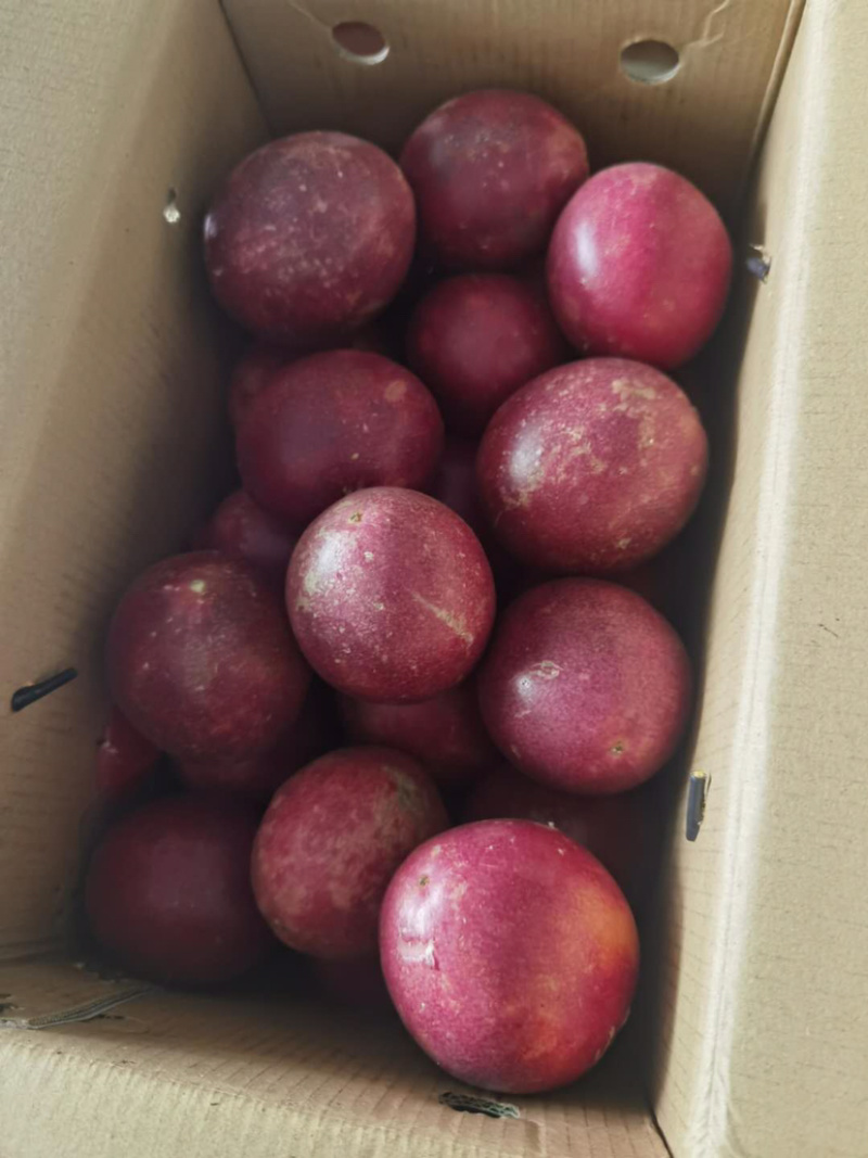 百香果种植户三十亩产地/承接一件代发/紫香一号