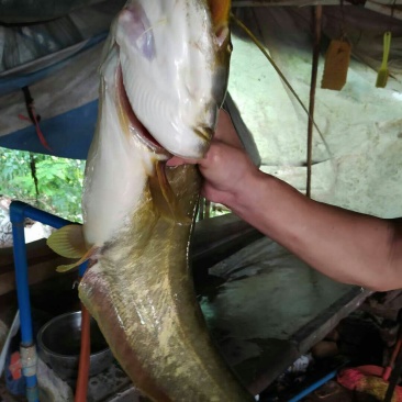 南方大口鲶鱼苗,胡子鲶苗,规格齐全,保质保量