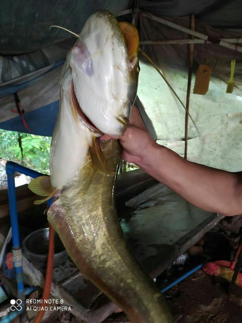 南方大口鲶鱼苗，胡子鲶苗，规格齐全，保质保量