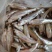 船丁鱼（肉鱼）（亮眼鱼）大眼睛