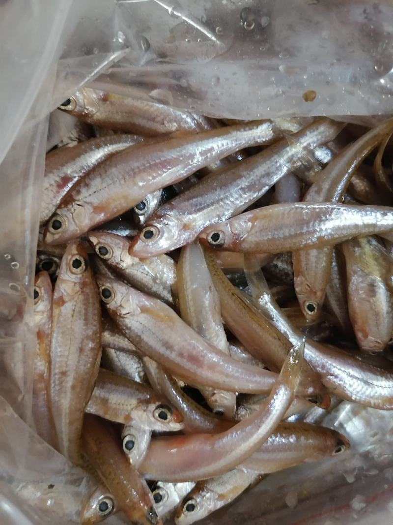 船丁鱼（肉鱼）（亮眼鱼）大眼睛