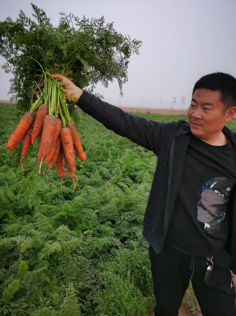 河南黄河滩新鲜红罗卜上市