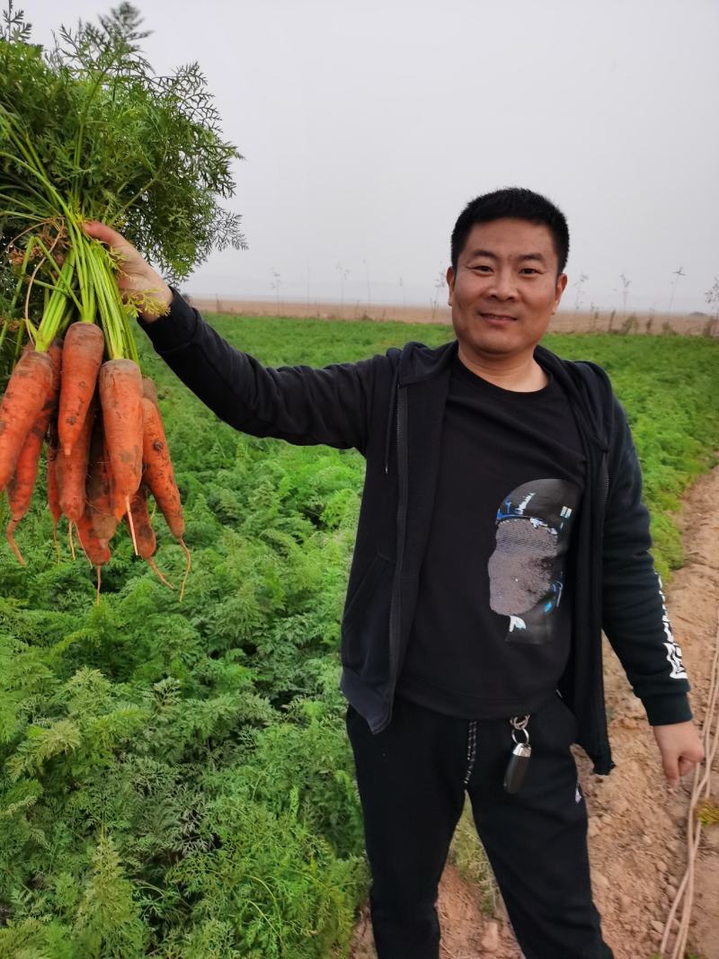 河南黄河滩新鲜红罗卜上市