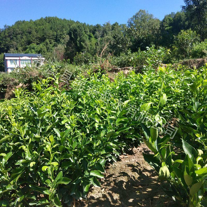橘子苗桔子苗晚熟沙糖桔树苗无核十月桔苗砂糖橘嫁接苗稀奇水
