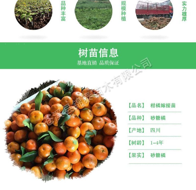 橘子苗桔子苗晚熟沙糖桔树苗无核十月桔苗砂糖橘嫁接苗稀奇水