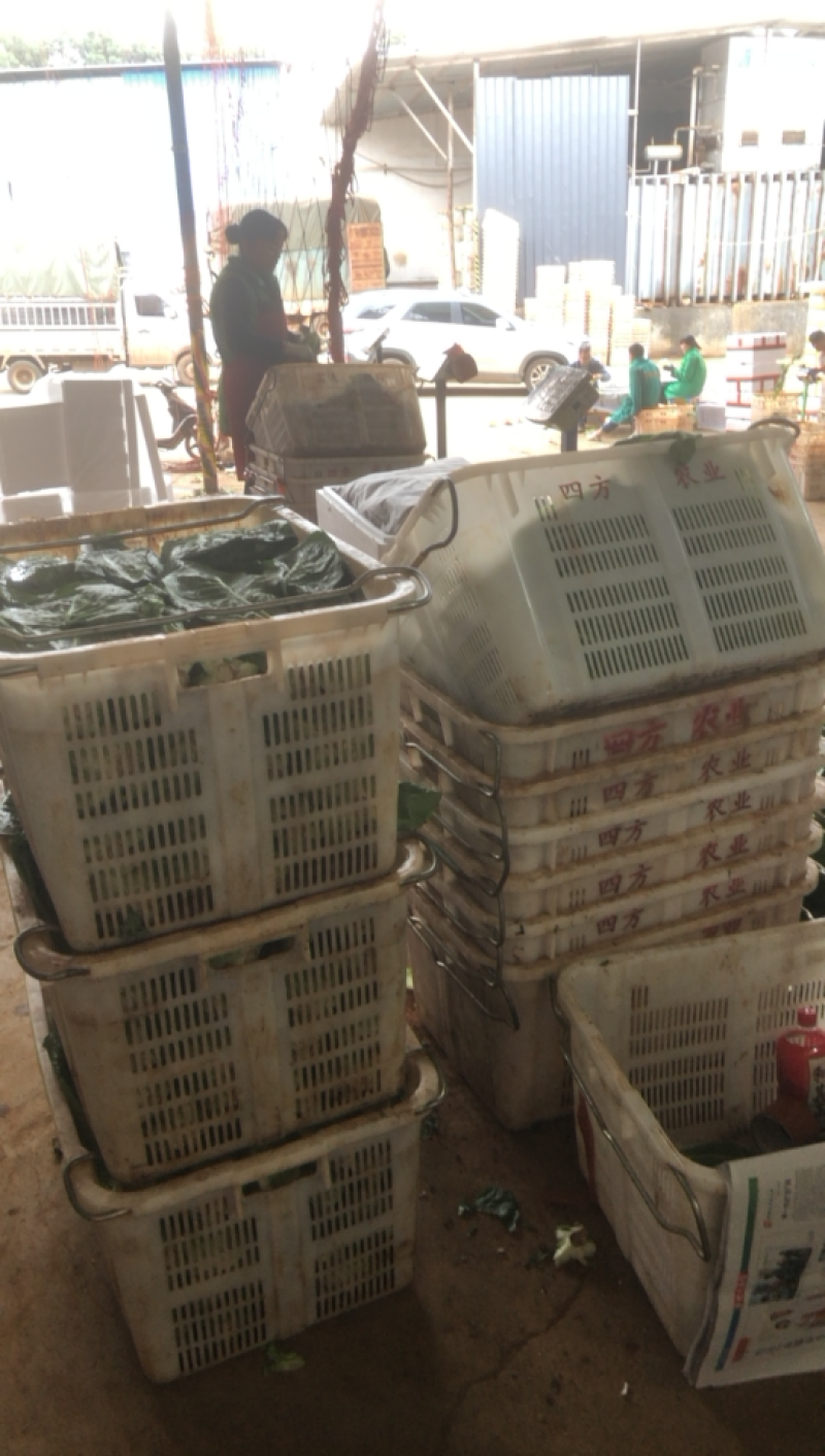 沙拉菜罗马生菜包罗罗心罗纹生菜沙拉菜