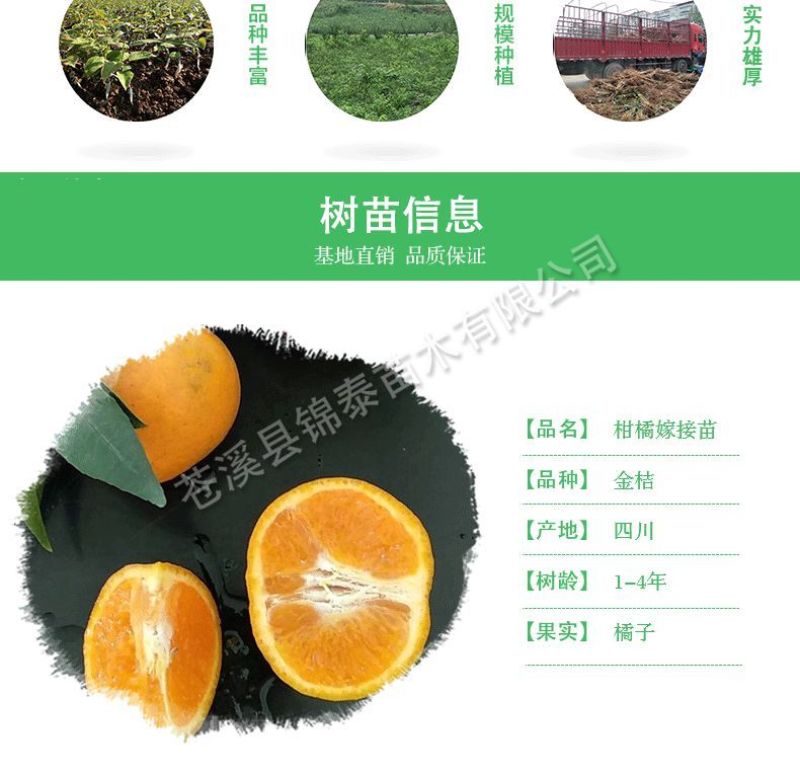四川橘子苗桔子苗金桔杯苗金枣苗金柑树苗小橘子苗金桔树苗包