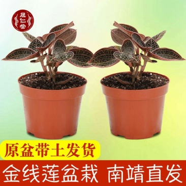 金线莲盆载我原盆原土发货