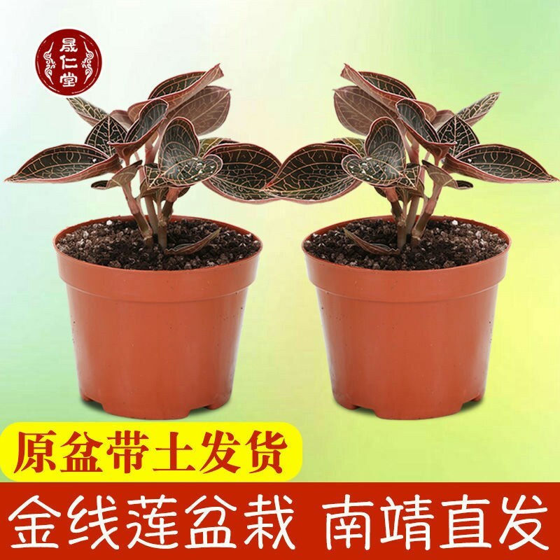 金线莲盆载我原盆原土发货