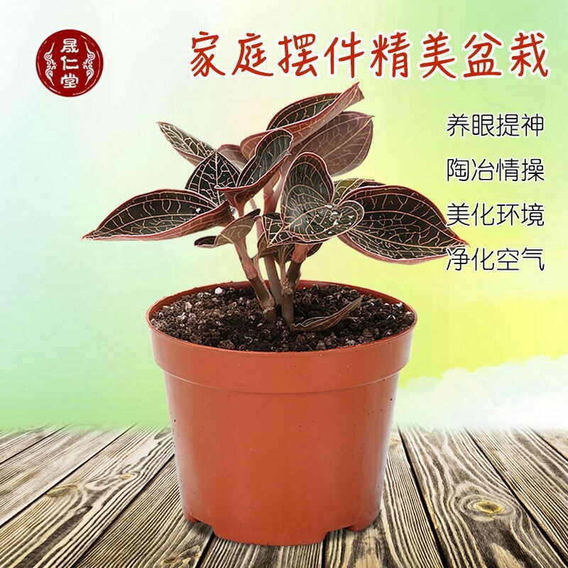 金线莲盆载我原盆原土发货