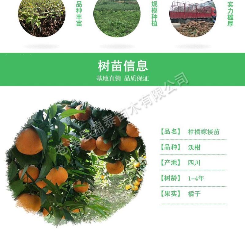 新品种沃柑树苗无核沃柑树苗当年结果无籽沃柑橘苗无核沃柑嫁