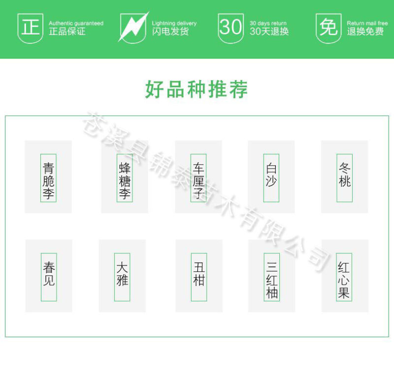 新品种沃柑树苗无核沃柑树苗当年结果无籽沃柑橘苗无核沃柑嫁