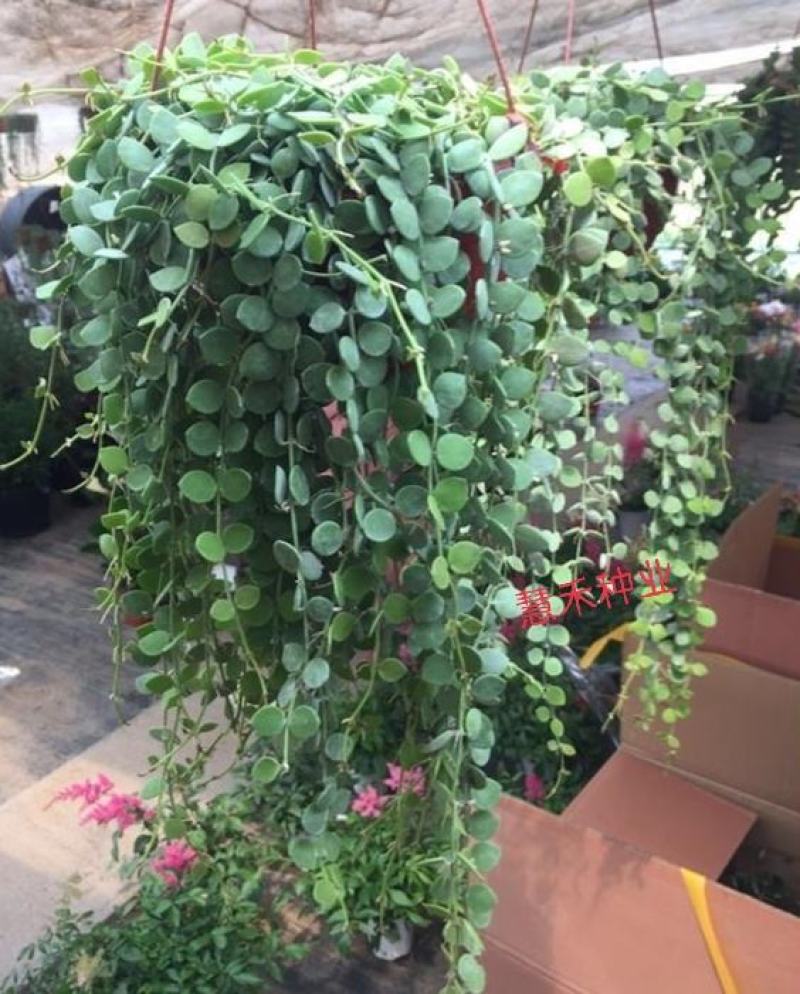 百万心吊兰植物花盆栽客厅盆景室内花卉四季常青好养植物带盆