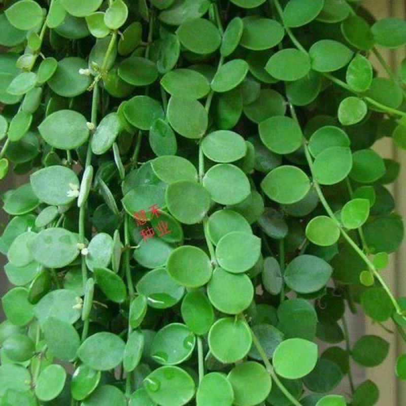 百万心吊兰植物花盆栽客厅盆景室内花卉四季常青好养植物带盆