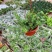 百万心吊兰植物花盆栽客厅盆景室内花卉四季常青好养植物带盆