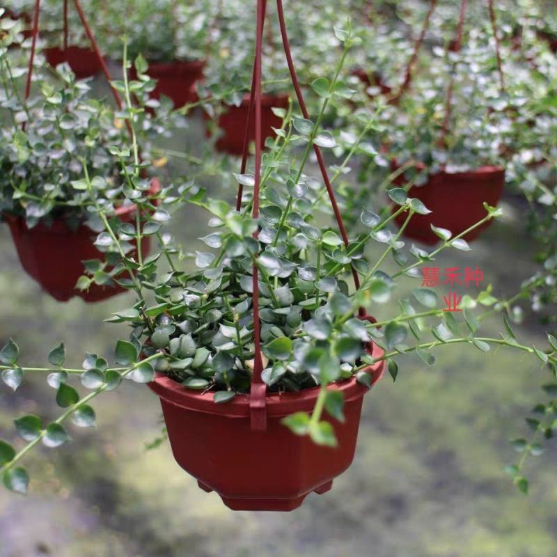 百万心吊兰植物花盆栽客厅盆景室内花卉四季常青好养植物带盆