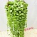 百万心吊兰植物花盆栽客厅盆景室内花卉四季常青好养植物带盆
