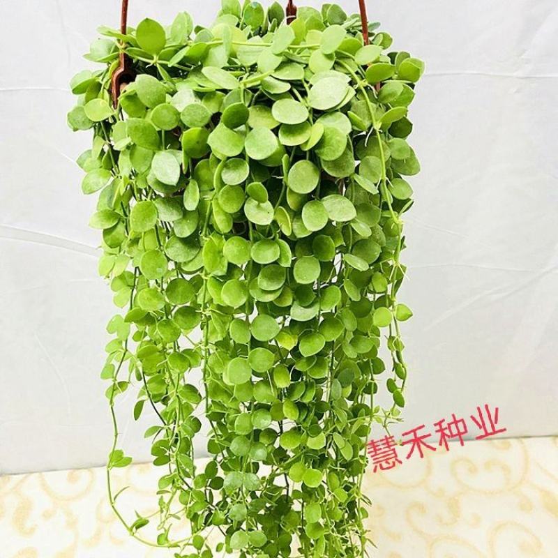 百万心吊兰植物花盆栽客厅盆景室内花卉四季常青好养植物带盆