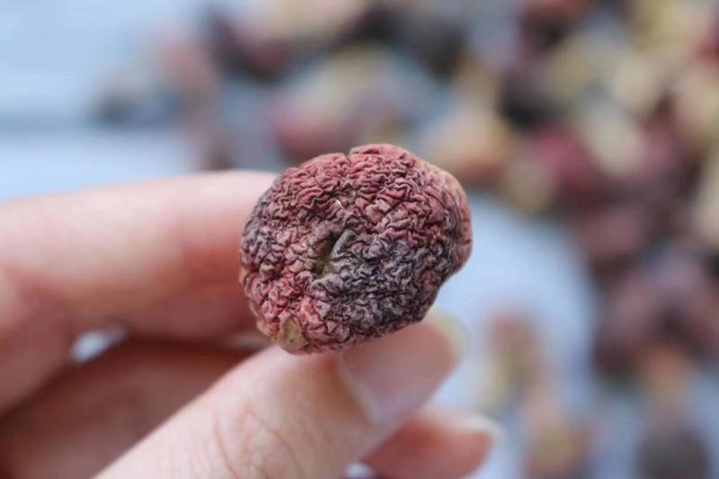 广州人福建野生小红菇蘑菇农家特产菌类2.3cm一件代发