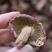 广州人福建野生小红菇蘑菇农家特产菌类2.3cm一件代发