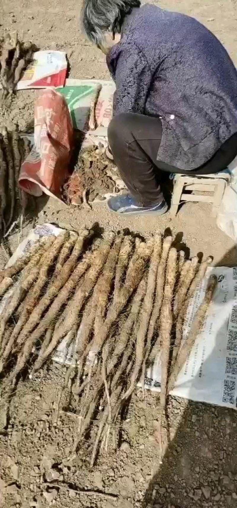 河南温县正宗垆土地铁棍山药
