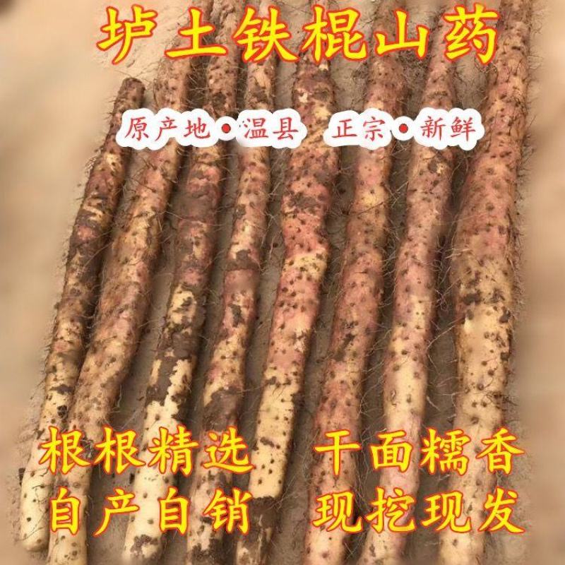 河南温县正宗垆土地铁棍山药