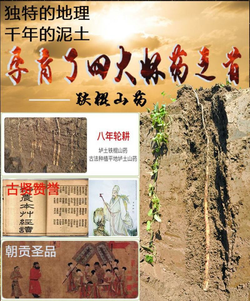 河南温县正宗垆土地铁棍山药