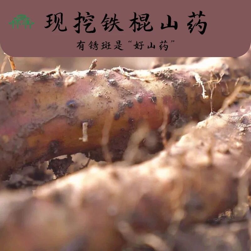 河南温县正宗垆土地铁棍山药