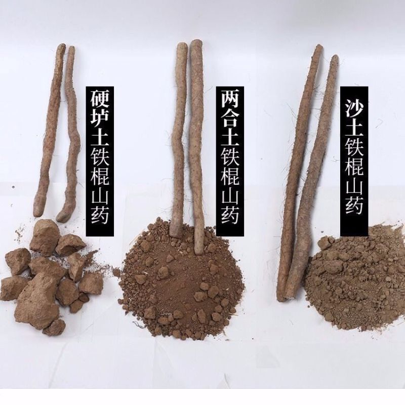 河南温县正宗垆土地铁棍山药