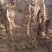 河南温县正宗垆土地铁棍山药