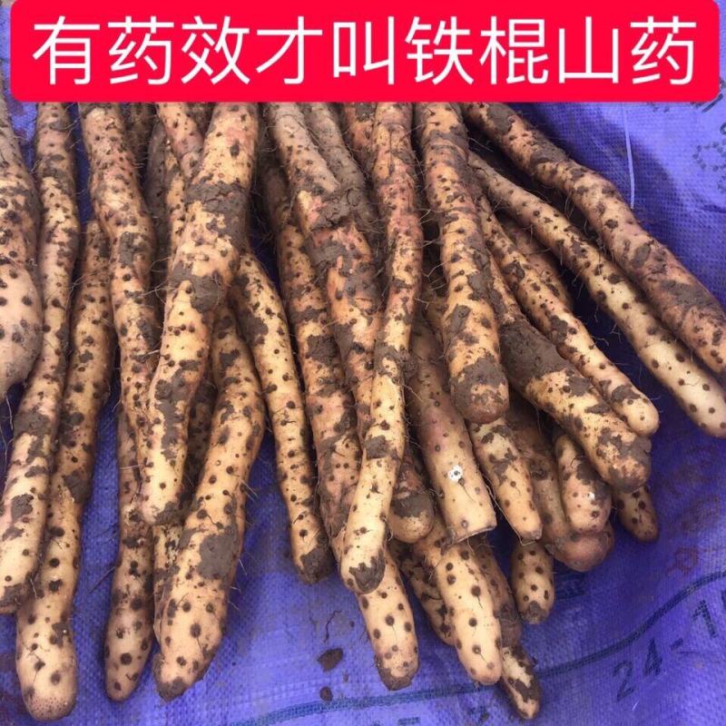 河南温县正宗垆土地铁棍山药