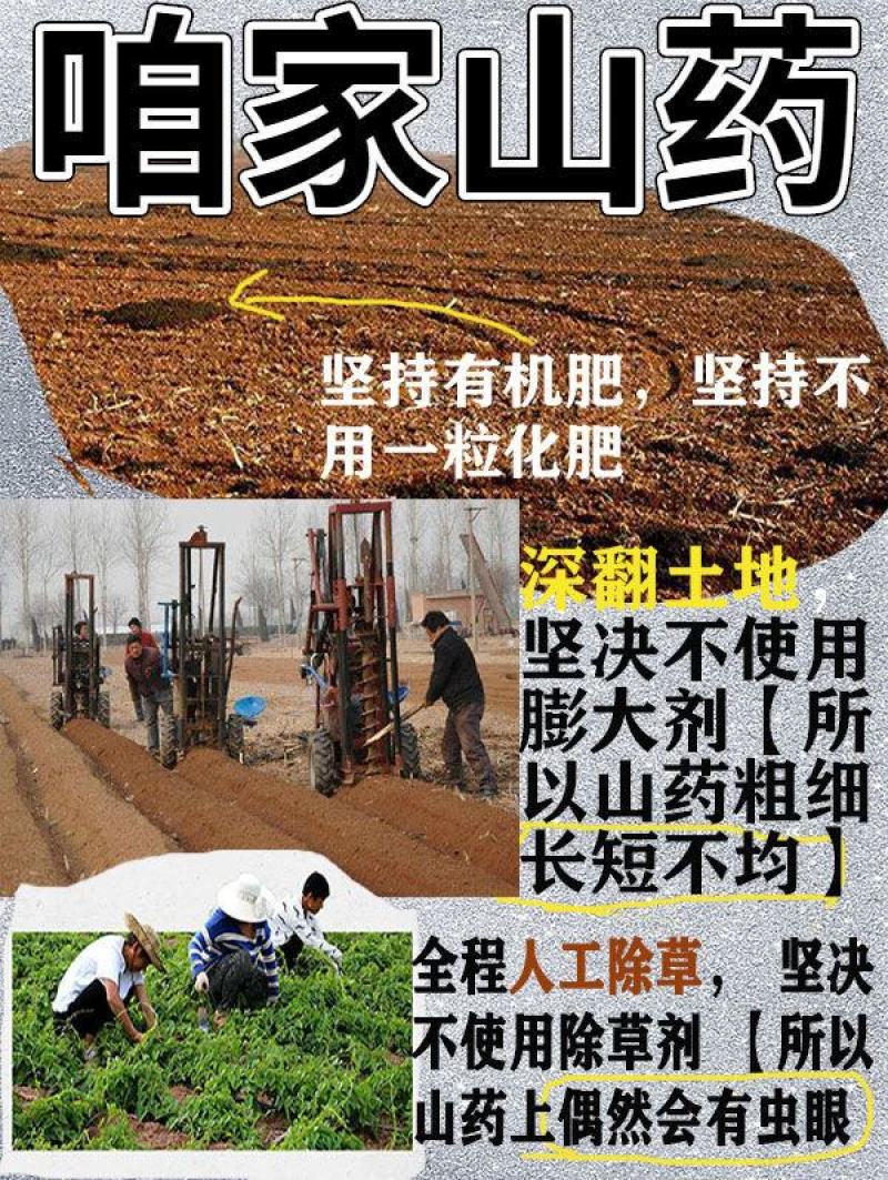 河南温县正宗垆土地铁棍山药