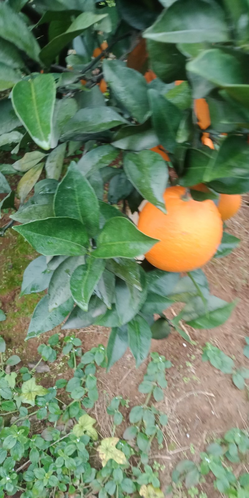 纽荷尔脐橙广西桂林全州纽荷尔脐橙大量上市
