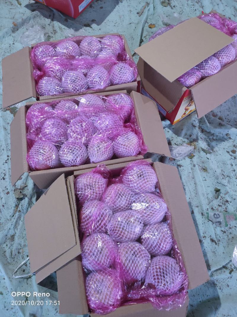 冰糖心苹果，膜袋红富士苹果，对接电商，产地直发便宜苹果