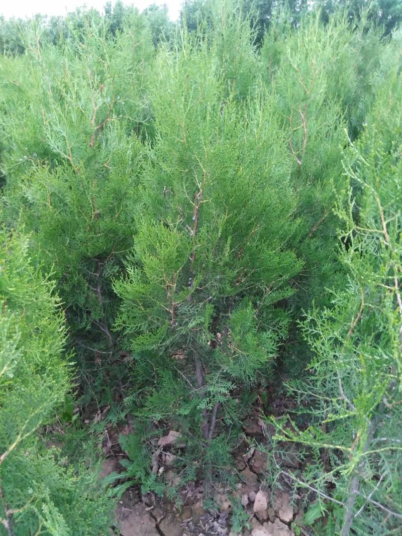 基地直供荒山绿化，街道美化侧柏苗1.5--1.8米侧柏