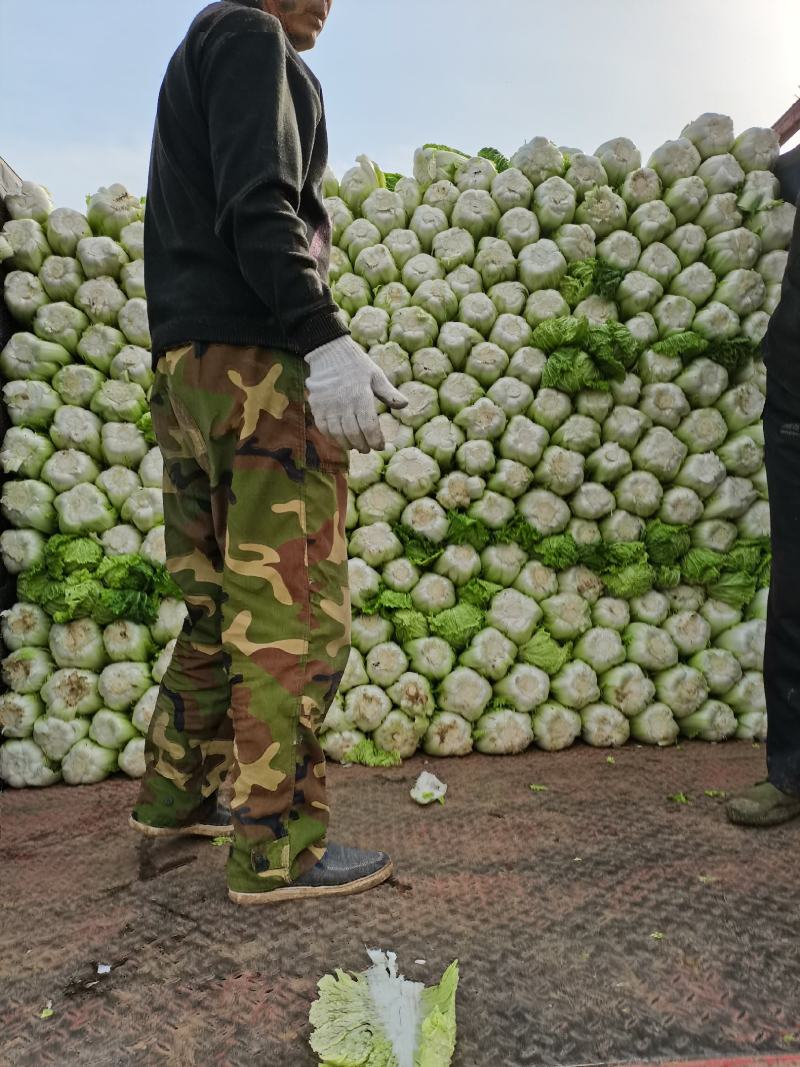 河北邢台石家庄大白菜净菜长菜大量供应，黄心无虫眼无烧心